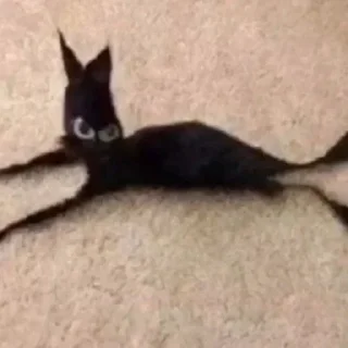 Стикер всевидящий котя👀 - 3