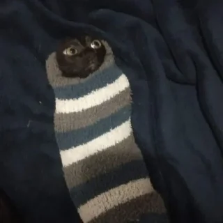 Стикер всевидящий котя👀 - 9