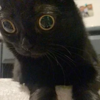 Стикер всевидящий котя👀 - 6