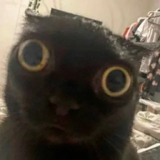 Стикер всевидящий котя👀 - 10