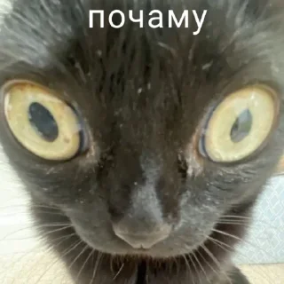 Стикер всевидящий котя👀 - 7