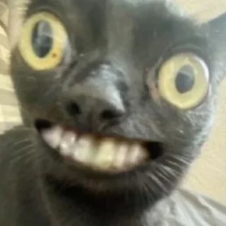 Стикер всевидящий котя👀 - 2