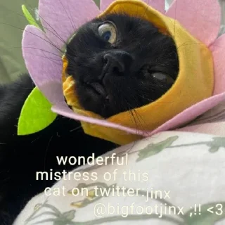 Стикер всевидящий котя👀 - 5