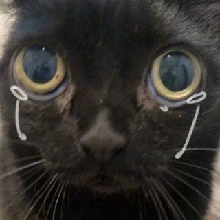 Стикер всевидящий котя👀 - 4