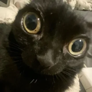 Стикер всевидящий котя👀 - 0