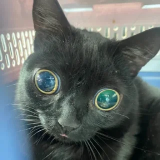 Стикер всевидящий котя👀 - 8