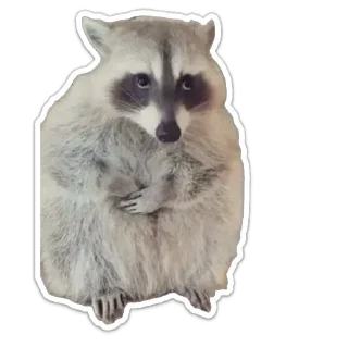 Стикер енот - 0