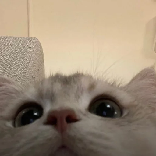 Sticker daSHIK_pack - 1