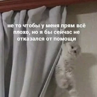 Sticker даШИК - 0