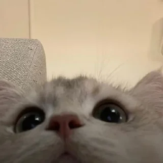 Sticker даШИК - 11