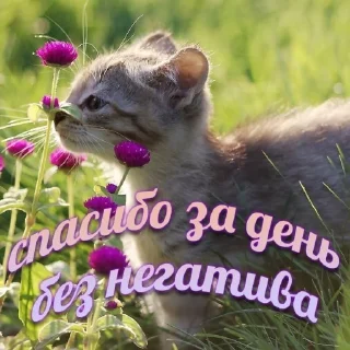 Sticker даШИК - 8