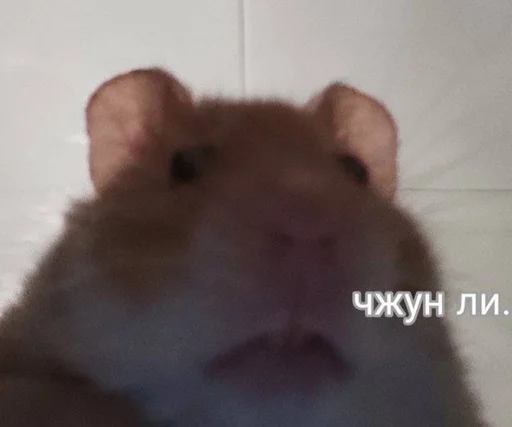 млекопитающее животное хомяк