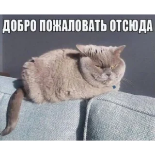 Стикер флекс - 2