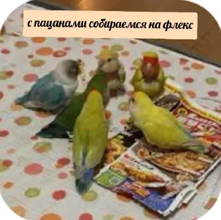 Стикер флекс - 8