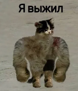 Sticker рандомная хуйня на все случаи жизни - 9