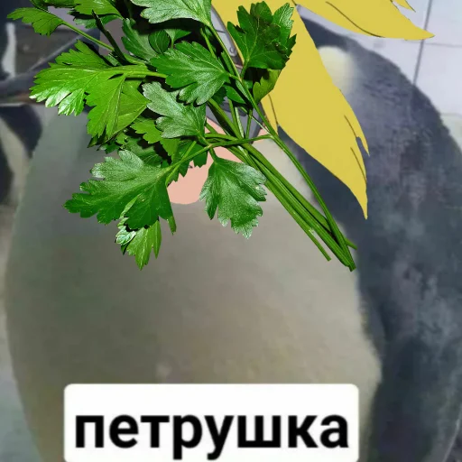 Sticker ДеЙдАрОчКа - 0