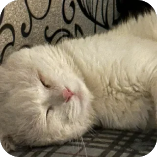 Sticker дакки - 5