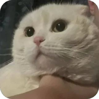 Sticker дакки - 6