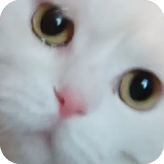 Sticker дакки - 4