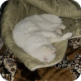 Sticker дакки - 1