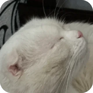 Sticker дакки - 8