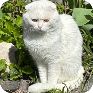 Sticker дакки - 2