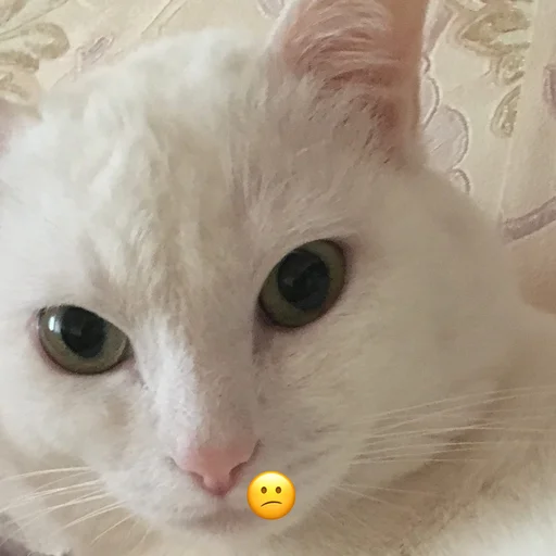 Стикер dalbaev - 1