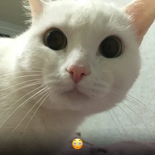 Стикер dalbaev - 1