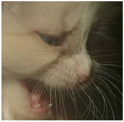 Стикер rmnrnrb4h3be - 7