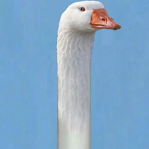 aquatic bird animal bird