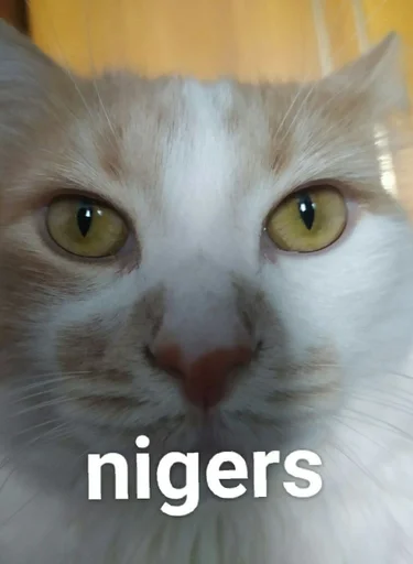 животное кошка млекопитающее