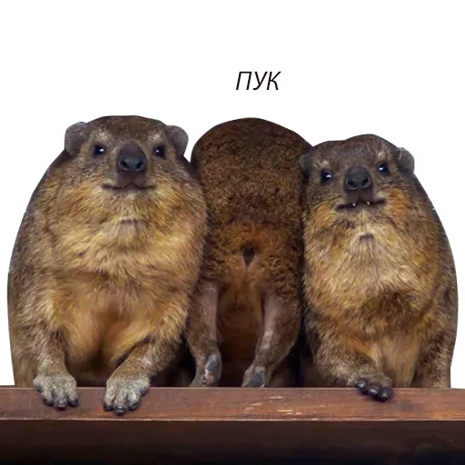 Hyrax(Даманчики) - animal