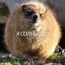 млекопитающее животное на открытом воздухе