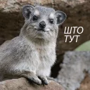 животное млекопитающее рыло