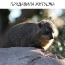 животное млекопитающее на открытом воздухе