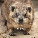 животное млекопитающее рыло