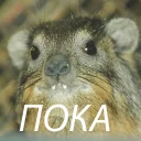 животное млекопитающее рыло