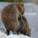 животное млекопитающее на открытом воздухе