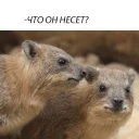 животное млекопитающее рыло