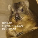 животное млекопитающее рыло