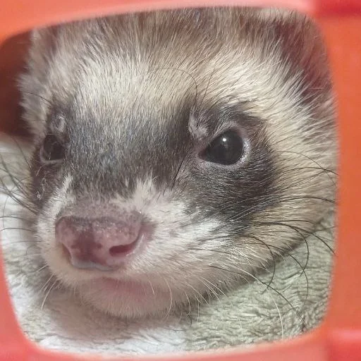 Sticker damnferret - 1