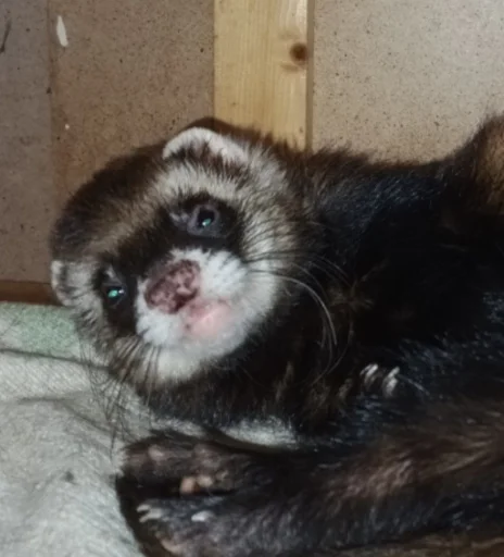 Sticker damnferret - 1