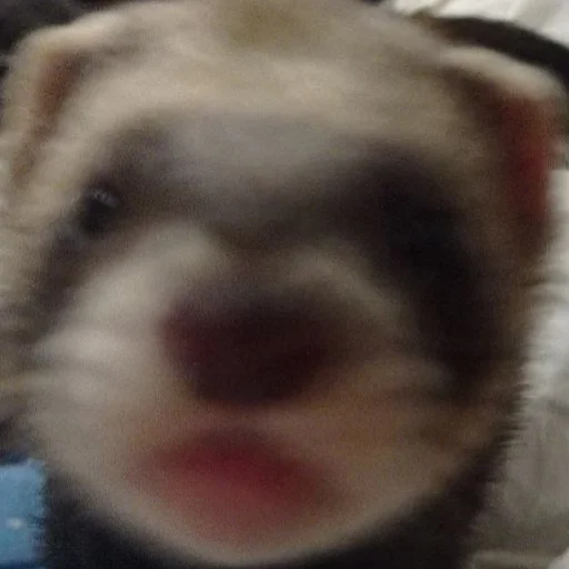 Sticker damnferret - 1