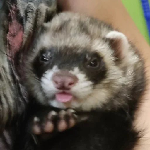 Sticker damnferret - 1