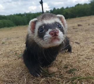 Sticker хорь моментс - 7