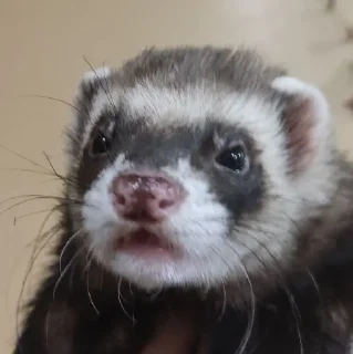 Sticker хорь моментс - 8