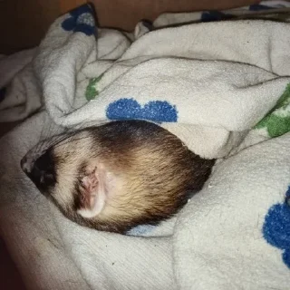 Sticker хорь моментс - 1