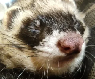 Sticker хорь моментс - 9