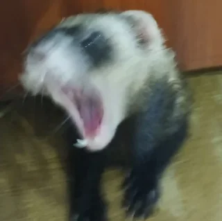 Sticker хорь моментс - 10