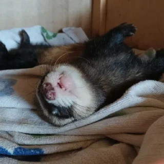 Sticker хорь моментс - 0